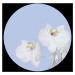 CR 3300 AG Design fototapeta ekologická vliesová samolepící 2-dílná kulatá orchidej na modrém po