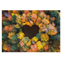 Fotografie Heart Shape In Autumn Forest, borchee, 40 × 30 cm