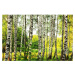 MS-5-0094 Vliesová obrazová fototapeta Birch Forest, velikost 375 x 250 cm