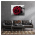 Impresi Obraz Růže na černobílém pozadí - 90 x 70 cm
