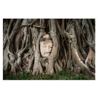 Fotografie Buddha head between tree branches, Hugo Abad, 40x26.7 cm