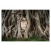 Fotografie Buddha head between tree branches, Hugo Abad, (40 x 26.7 cm)