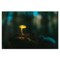 Umělecký tisk Fairy, glowing mushroom. Night in the, janiecbros, (40 x 26.7 cm)