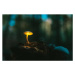 Ilustrace Fairy, glowing mushroom. Night in the, janiecbros, 40 × 26.7 cm