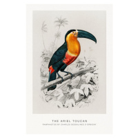 Obrazová reprodukce The Ariel Toucan (Bird / Zoology) - Charles D'Orbigny, 26.7 × 40 cm