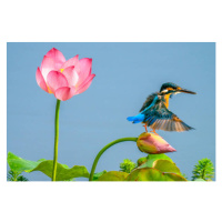 Fotografie The kingfisher,China, 13708458888 / 500px, 40 × 26.7 cm