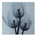 Obraz - Tři tulipány