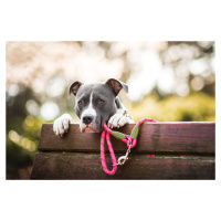Vsepropejska Lasky přepínací vodítko pro psa | 270 cm Barva: Světle-růžová, Délka vodítka: 270 c