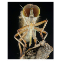 Fotografie robberfly and prey, Ajar Setiadi, 30 × 40 cm