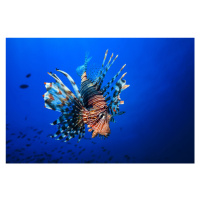 Fotografie Lionfish, Barathieu Gabriel, 40 × 26.7 cm