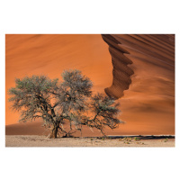 Fotografie Acacia in the desert, Luigi Ruoppolo, (40 x 26.7 cm)