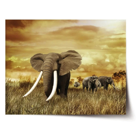 Plakát Slon Africký - 90x60 cm