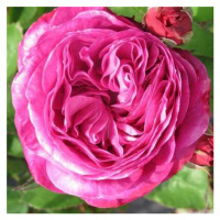 Růže 'Heidi Klum' 4,6 litru
