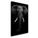 Impresi Obraz Slon černobílý - 50 x 70 cm