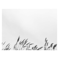 Ilustrace border grass top, Finlay & Noa, 40 × 30 cm