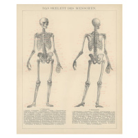 Ilustrace Old engraved illustration of human skeletons, mikroman6, 35 × 40 cm