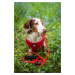 Vsepropejska Woody postroj pro psa s vodítkem | 24 – 42 cm Barva: Červená, Obvod hrudníku: 24 - 