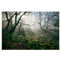 Fotografie Light hinging through trees/., James Mills, (40 x 26.7 cm)