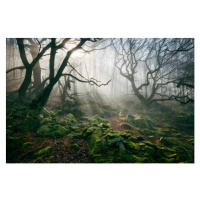 Fotografie Light hinging through trees/., James Mills, 40 × 26.7 cm