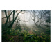 Umělecká fotografie Light hinging through trees/., James Mills, (40 x 26.7 cm)
