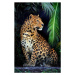 Fotografie Close young leopard portrait in jungle, Byrdyak, 26.7 × 40 cm