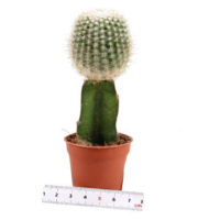 Kaktus gymno roubovaný mix květináč 5,5cm