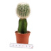 Kaktus gymno roubovaný mix květináč 5,5cm