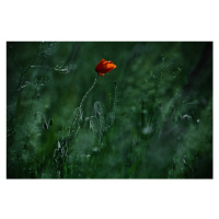 Fotografie Blow me away..., Ildiko Neer, 40 × 26.7 cm