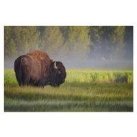 Fotografie Bison in Morning Light, Sandipan Biswas, (40 x 26.7 cm)