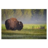 Fotografie Bison in Morning Light, Sandipan Biswas, 40 × 26.7 cm