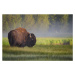 Fotografie Bison in Morning Light, Sandipan Biswas, 40 × 26.7 cm