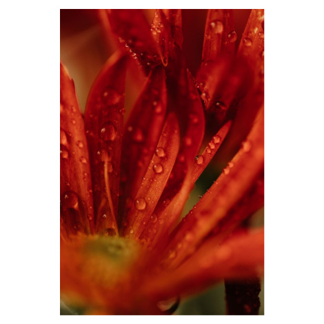 Umělecká fotografie Detail of red flowers 2, Javier Pardina, (26.7 x 40 cm)