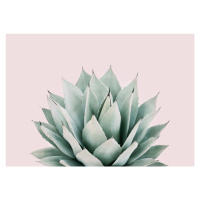 Fotografie Blushing succulent, Sisi & Seb, 40x30 cm