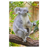 Fotografie Koala, Phascolarctos cinereus, Raimund Linke, 26.7 × 40 cm