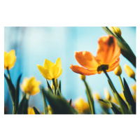 Fotografie Tulip Flowers, borchee, 40 × 26.7 cm