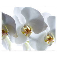 FTN XXL 0466 AG Design vliesová fototapeta 4-dílná - White orchid, velikost 360 x 270 cm
