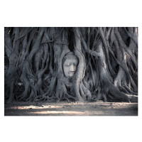 Umělecká fotografie Head of Buddha statue in the, Pakphipat Charoenrach, (40 x 26.7 cm)