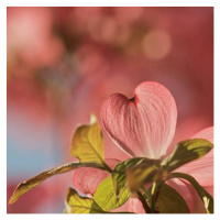 Fotografie Heart bloom, Pamela Long, 40x40 cm