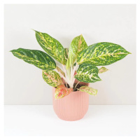 Aglaonema ‘Melon Candy’