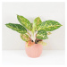 Aglaonema ‘Melon Candy’