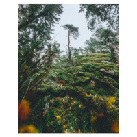 Fotografie Mysterious autumn forest, tree on a, Milamai, 30x40 cm
