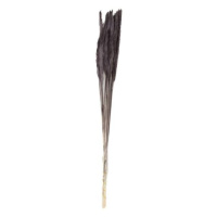 Sušina pampová tráva barvená černá 70cm, 10ks