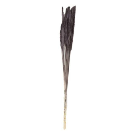 Sušina pampová tráva barvená černá 70cm, 10ks Dijk