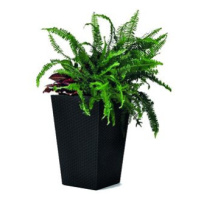 KETER Obal na květináč RATTAN PLANTER S