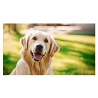 Fotografie Loyal Golden Retriever Dog Sitting on, gorodenkoff, 40x22.5 cm