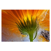 Fotografie Frozen Marigold, Secundino Losada, 40 × 26.7 cm