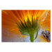 Fotografie Frozen Marigold, Secundino Losada, 40 × 26.7 cm