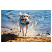 Vsepropejska Orsa plovací vesta pro psa Barva: Červená, Délka zad (cm): 48, Obvod hrudníku: 82 -