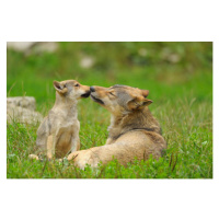 Fotografie Wolf, Canis lupus, and Cub, Summer, Raimund Linke, (40 x 26.7 cm)