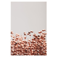 Fotografie Dried Grass Copper 04, Studio Collection, 26.7 × 40 cm